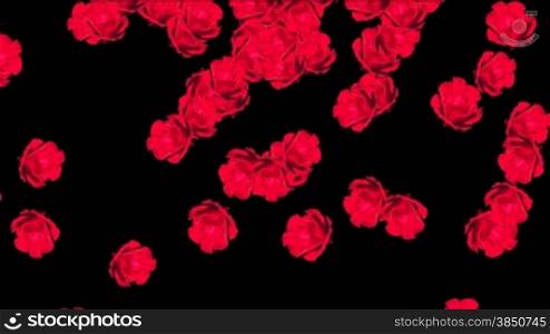 Red roses falling with Alpha Channel