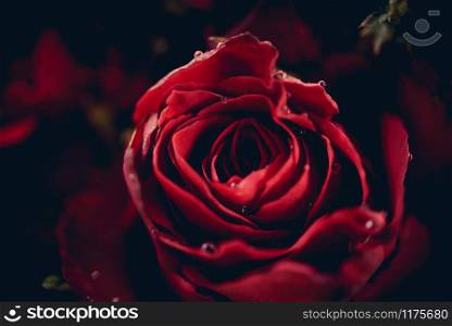 Red roses flower bouquet on dark background / Close up fresh natural rose background flowers romantic love valentine day concept
