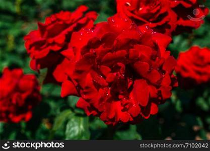 Red roses in a botanical park in Istanbul on display