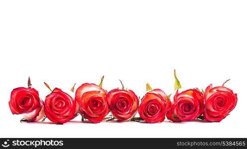 Red roses in a row isolated on white