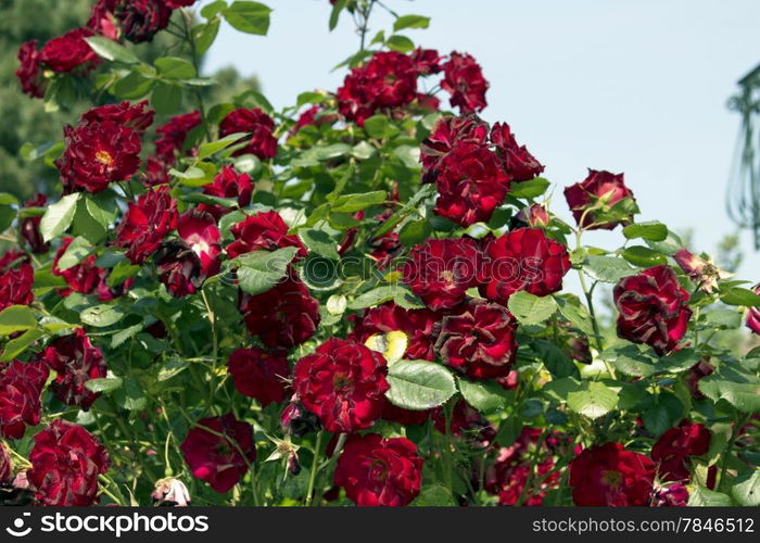 Red roses in Italian garden