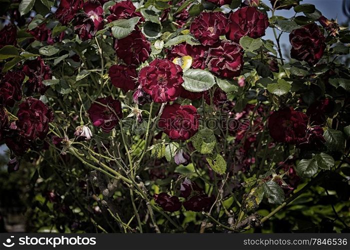 Red roses in Italian garden