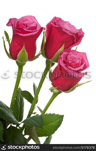 red roses isolated
