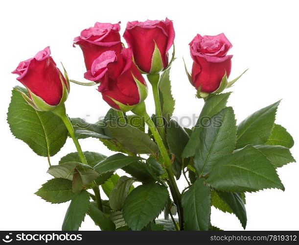 red roses isolated