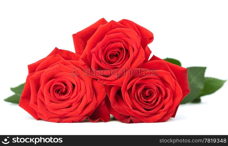 red roses isolated