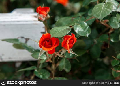 red roses next to a white wooden bench in the park. selective focus