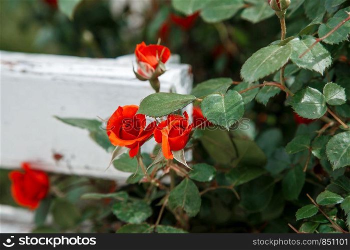 red roses next to a white wooden bench in the park. selective focus