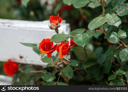 red roses next to a white wooden bench in the park. selective focus