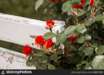 red roses next to a white wooden bench in the park. selective focus