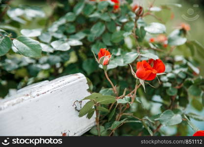 red roses next to a white wooden bench in the park. selective focus