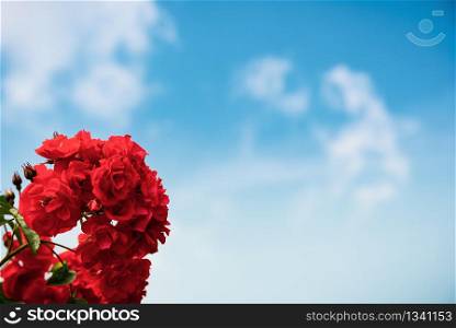 Red roses on a blue sky background with white clouds in summer day.. Red roses on blue sky