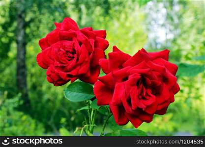 Red Roses on a bush in a garden. Nature. Red Roses on a bush in a garden. Nature.