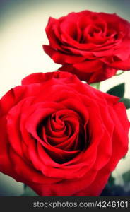 Red roses on a white background