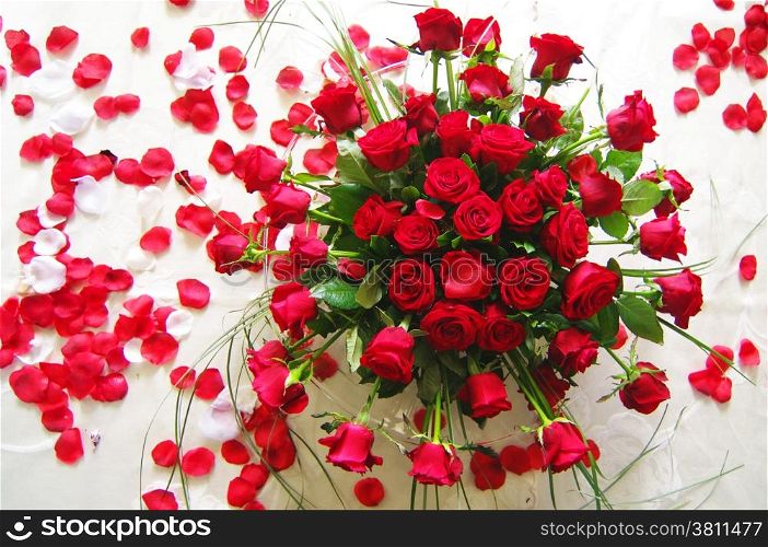 Red roses on a white background for weddings and celebrations