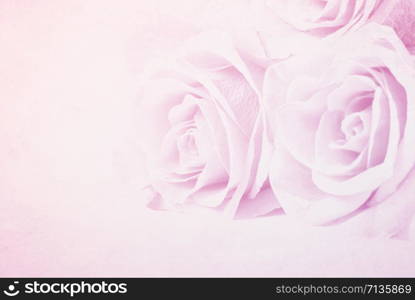 red roses on a white background with space for text