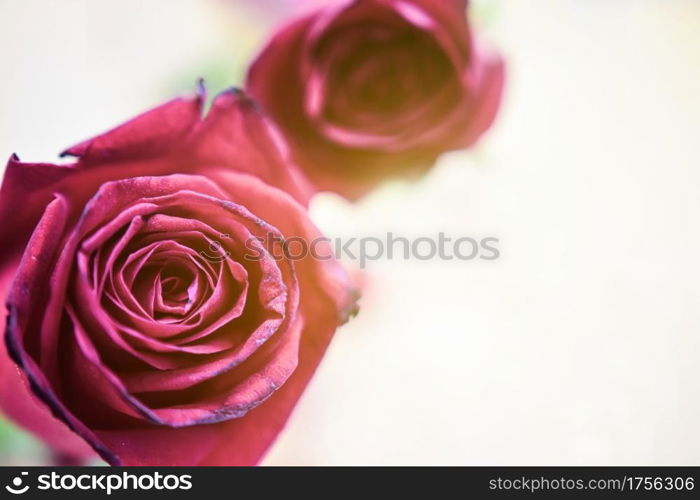 Red roses on a wooden floor, Valentine&rsquo;s Day.