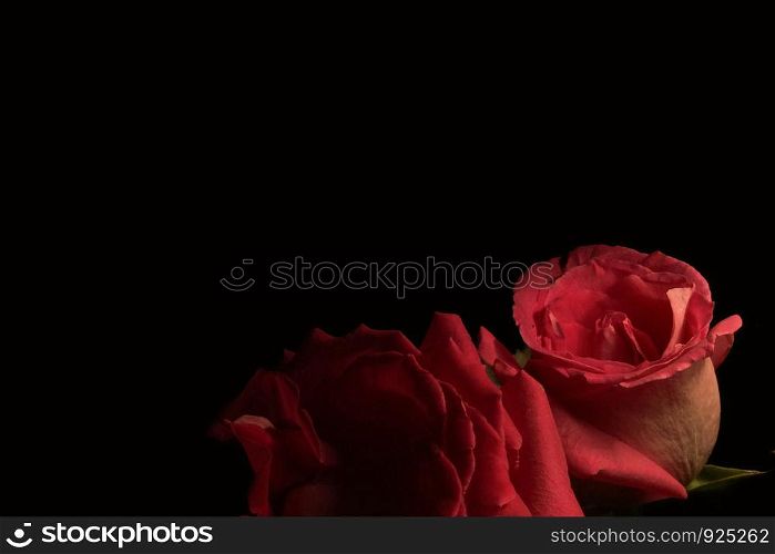 Red roses on dark background