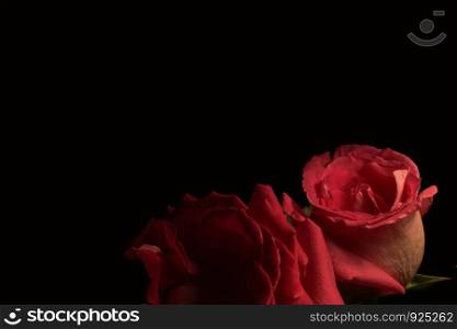 Red roses on dark background