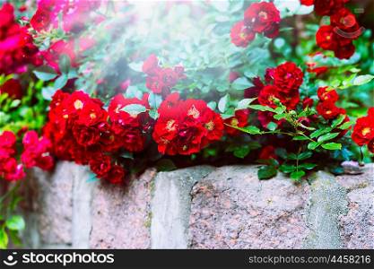 Red roses on stone wall in garden or park. Floral background.