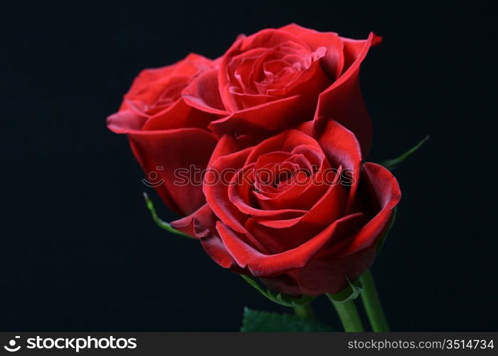 red roses on the black romantic and beautiful