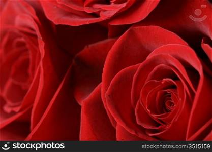 red roses on the black romantic and beautiful