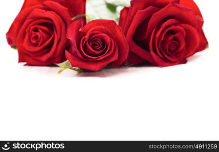 Red Roses on white background