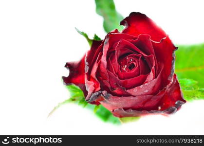 red roses on white background