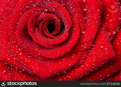 red roses with drops from rain