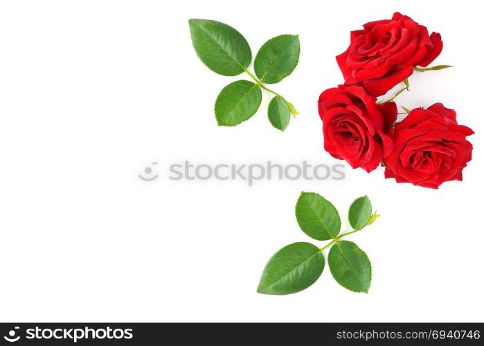 Red roses with green leaves isolated on white background. Top view. Free space for text.