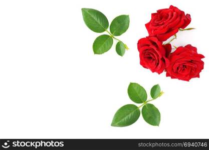 Red roses with green leaves isolated on white background. Top view. Free space for text.