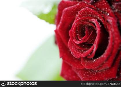 red roses with water droplets on white background