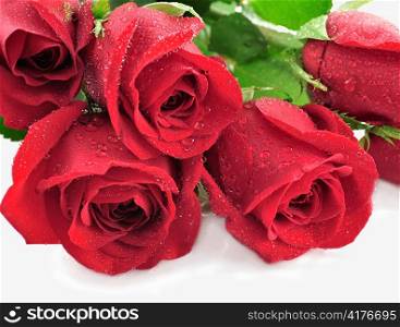 red roses with water drops , close up