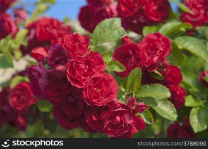 Red roses, Yevre-le-chatel, Loiret, Centre, France