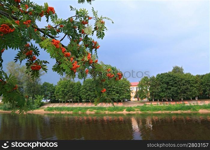 red rowanberry on river coast