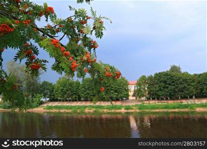 red rowanberry on river coast