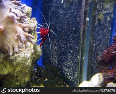 Red royal shrimp with a white moustache