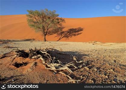 Red sand dune with a thorn tree, Sossusvlei, Namib desert, Namibia