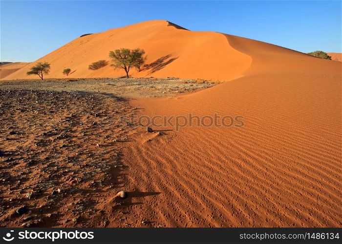 Red sand dune with stone pebbles and thorn trees, Sossusvlei, Namib desert, Namibia