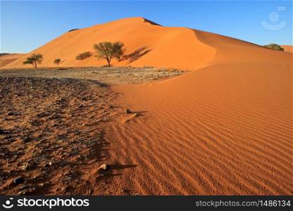 Red sand dune with stone pebbles and thorn trees, Sossusvlei, Namib desert, Namibia