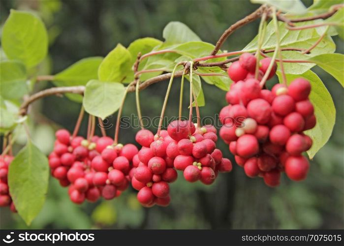 Red schisandra growing on branch in row. Clusters of ripe schizandra. Crop of useful plant. Red schizandra hang in row on green branch. Schizandra chinensis plant with fruits on branch. Red schisandra growing on branch in row. Ripe schizandra on liana in garden