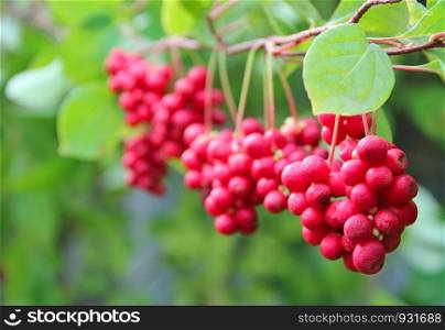 Red schisandra growing on branch in row. Clusters of ripe schizandra. Crop of useful plant. Red schizandra hang in row on green branch. Schizandra chinensis plant with fruits on branch. Red schisandra growing on branch in row. Ripe schizandra on liana in garden