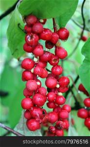 red schisandra . nice branch of red useful ripe schisandra