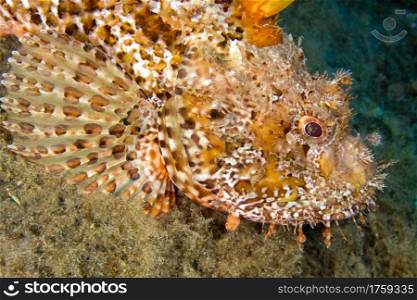 Red Scorpionfish, Scorpaena scrofa, Cabo Cope Puntas del Canegre Natural Park, Mediterranean Sea, Murcia, Spain, Europe