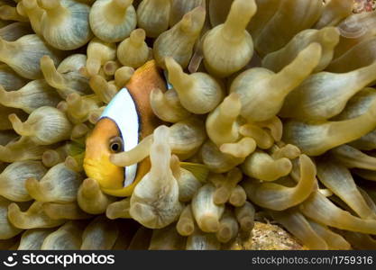 Red Sea Clownfish, Two-banded Anemonefish, Amphiprion bicintus, Coral Reef, Red Sea, Egypt, Africa