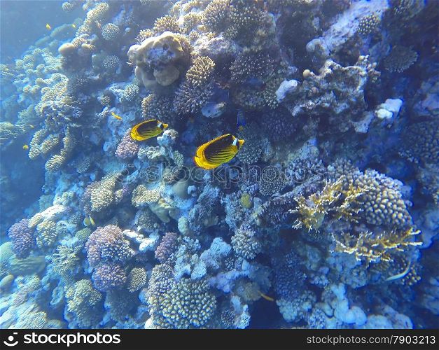 red sea coral reef with hard corals and fishes - underwater photo
