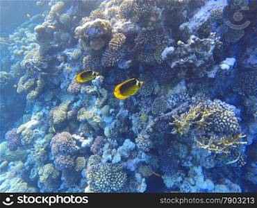 red sea coral reef with hard corals and fishes - underwater photo