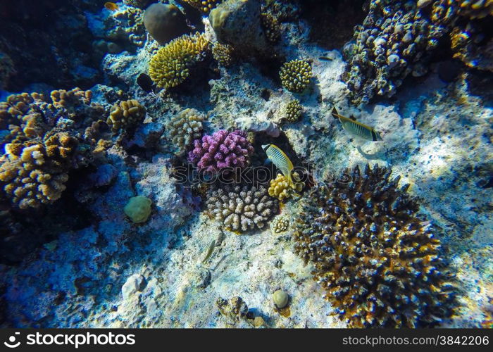 red sea coral reef with hard corals, fishes and sunny sky shining through clean water - underwater photo