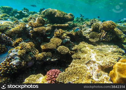 red sea coral reef with hard corals, fishes and sunny sky shining through clean water - underwater photo