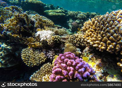 red sea coral reef with hard corals, fishes and sunny sky shining through clean water - underwater photo