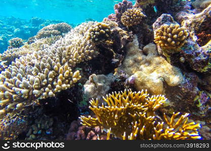 red sea coral reef with hard corals, fishes and sunny sky shining through clean water - underwater photo